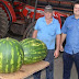 Agricultor colhe melancia com 30 kg no Noroeste Gaúcho