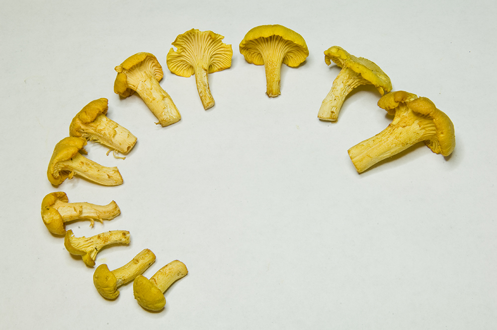 The 3 Foragers Foraging for Wild, Natural, Organic Food Wild