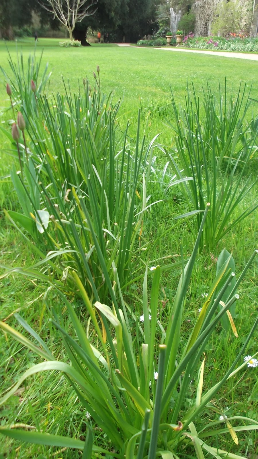 Worcester College Gardeners 20092018 Deadheading Daffodil Flowers