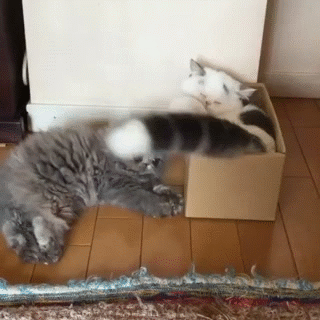 Funny cats - part 226, best funny cat gifs, cat gifs, cat gallery