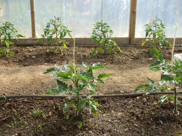 Tying up tomato plants