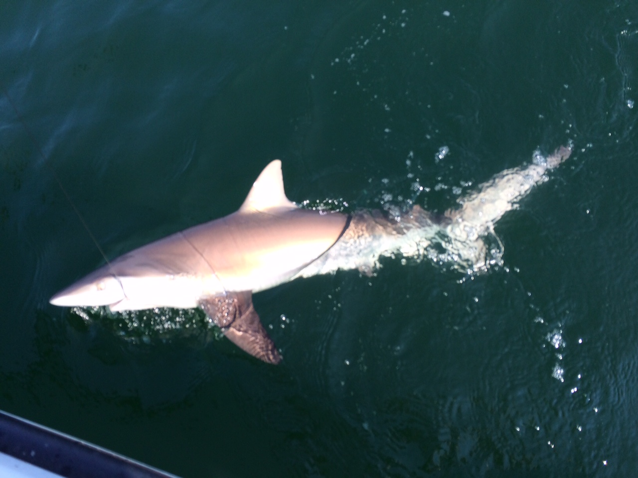Jersey Cape Guide Service: Afternoon Sharks