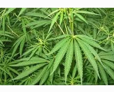 no utilizarian Marihuana