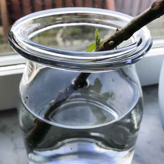 fikonträd, figtree fikonträd, figtree