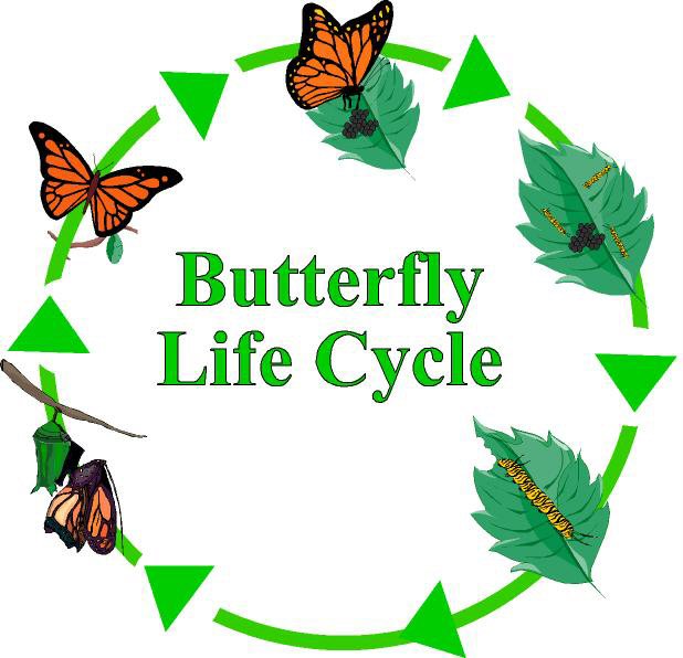 free clip art butterfly life cycle - photo #11