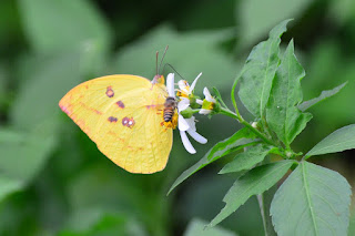 Catopsilia pomona Catopsilia pomona