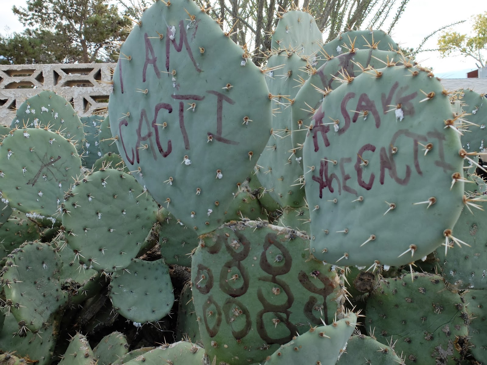 TravelMarx Dactylopius Got Cactus?