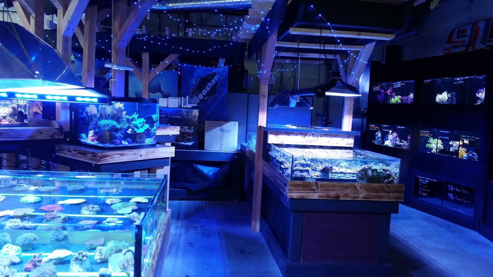 Explore Colorado Elite Reef Saltwater Fish Store The New Location