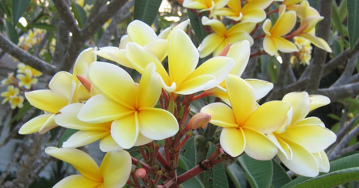 M TECH GARDENS HOW TO GROW PLUMERIA FROM SEEDS