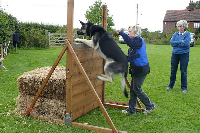 Best Way To Train Dog To Heel Best Way To Train Dog To Heel