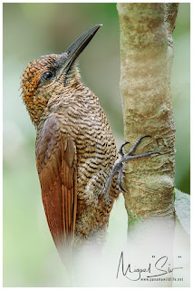 Northern Barred Woodcreeper (Dendrocolaptes sanctithomae)