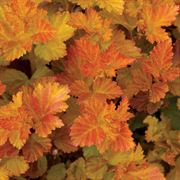 Foliage of nine bark 'Amber Jubilee' in orange, yellow and red hues