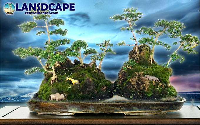 MENATA KANTOR DENGAN BONSAI HIJAU MENGURANGI STRES, JENU DAN BOSAN