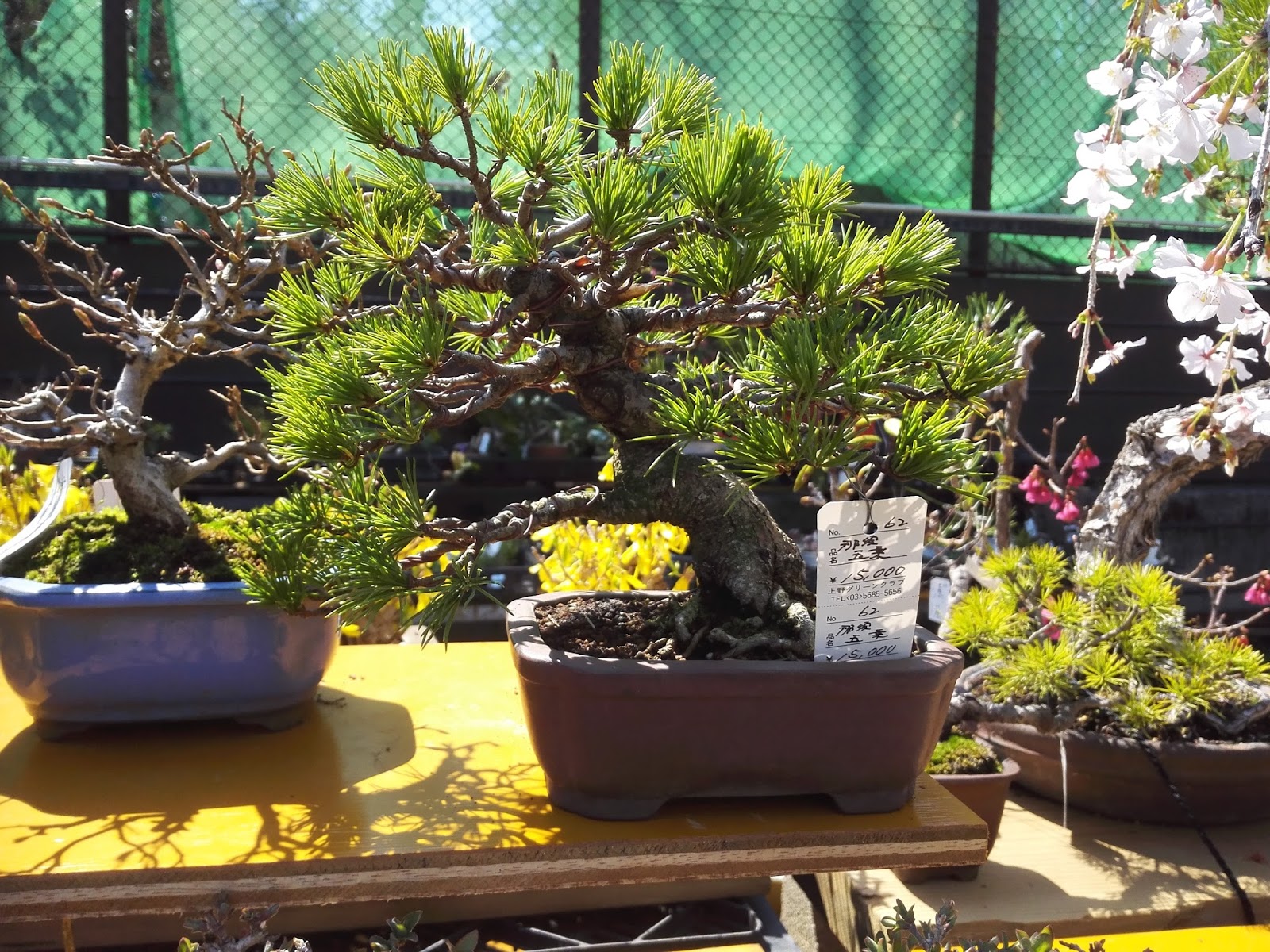 Bonsai shop Green Club in Ueno