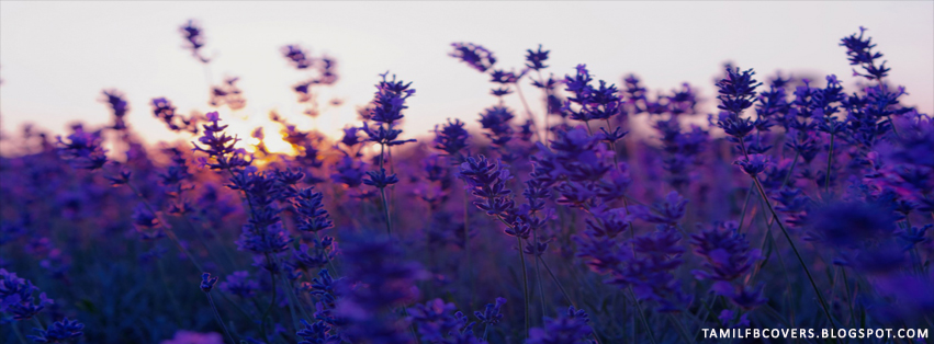 My India FB Covers: Purple Wild Flower - Flower FB Cover