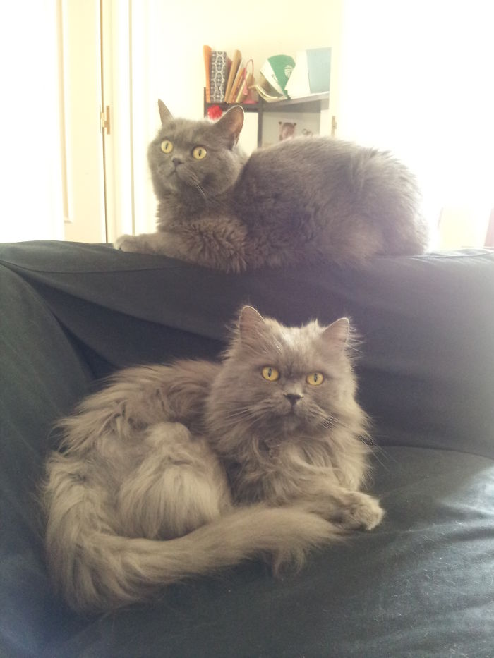 50 Heart-Warming Photos of Animals Growing Up Together - Murphy & Toshio, Grey Lovely Brodas. 50 Heart-Warming Photos of Animals Growing Up Together - Murphy & Toshio, Grey Lovely Brodas.
