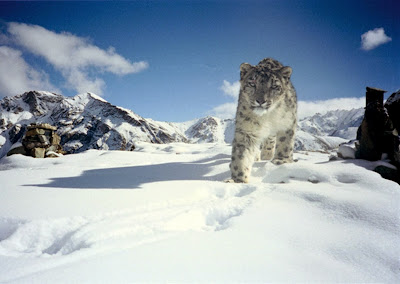 Snow Leopard Panthera uncia stock photo