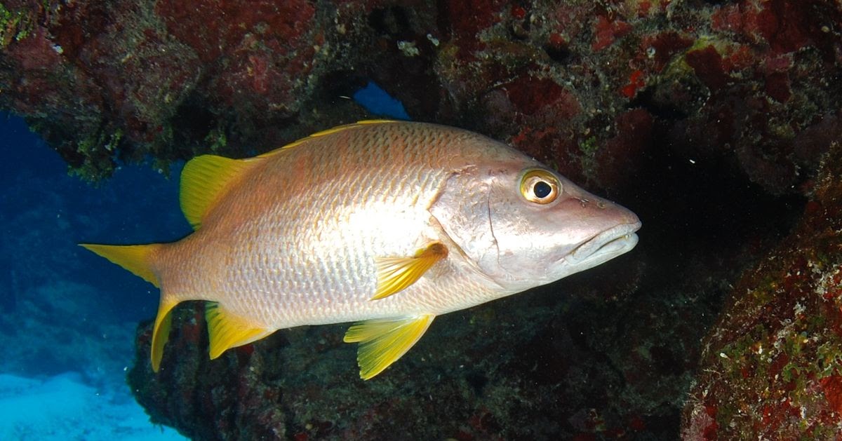 Popular Snapper Fish Species List Red Snapper Fish, Red Snapper Fish