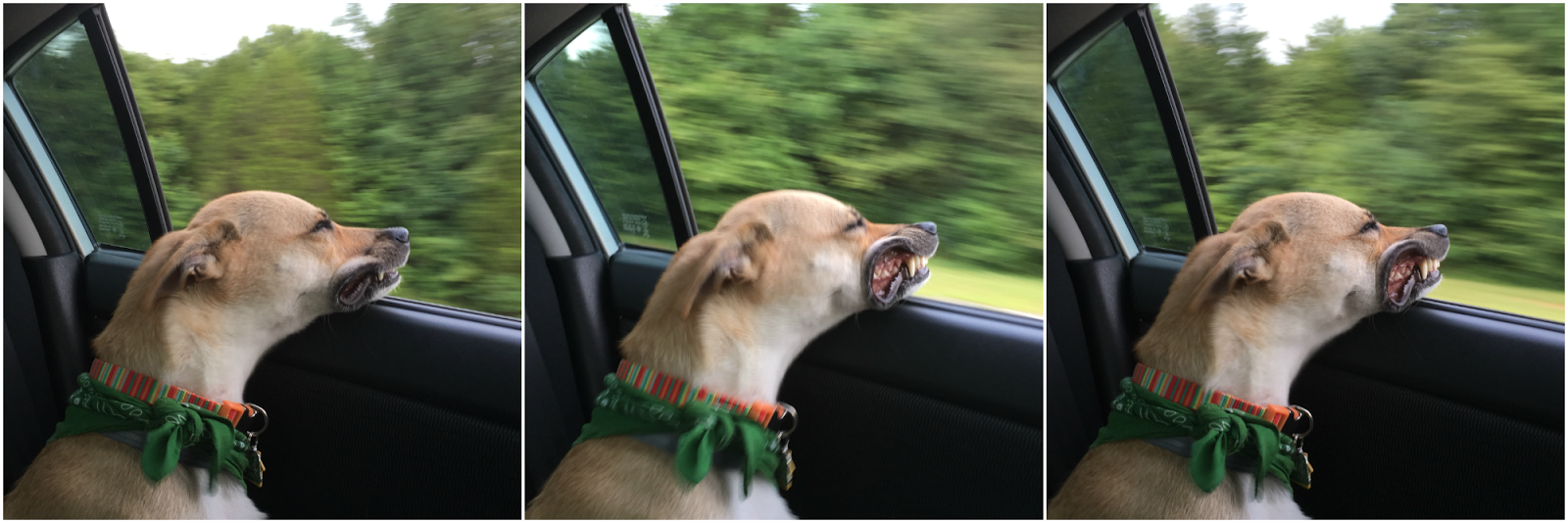 Funny dog photos sticking head out of car window Funny dog photos // the-lifestyle-project.com