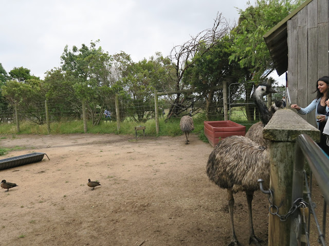 Ostrich,  Maru Koala and Animal Park, melbourne, australia