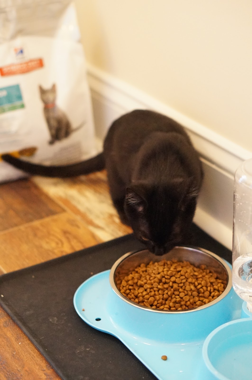 ADOPTING A KITTEN | SCIENCE DIET® by North Carolina lifestyle blogger Rebecca Lately