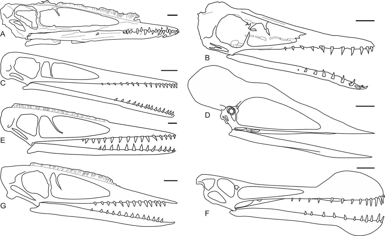 pterosaur evolution