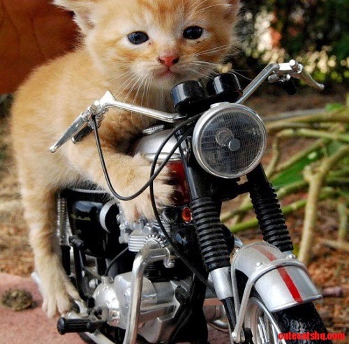 Photo chat sur un moto trop mignon et drôle 