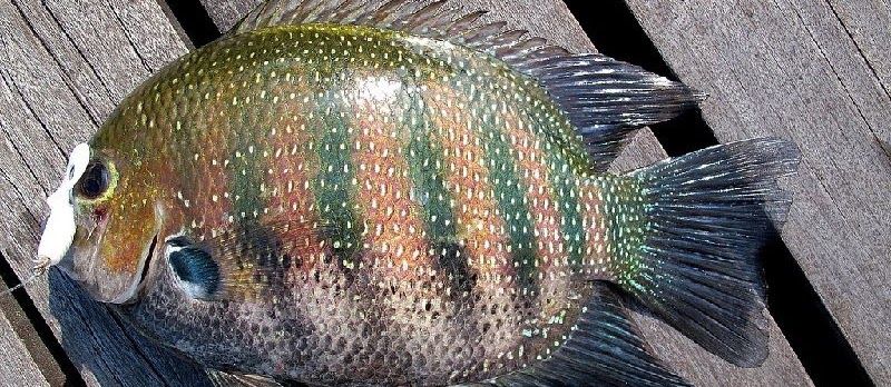 Ikan Etropes Hijau (Banded Chromide, Green Chromide)