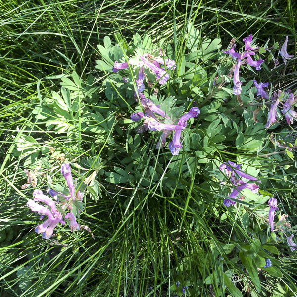 lila blomma blomma