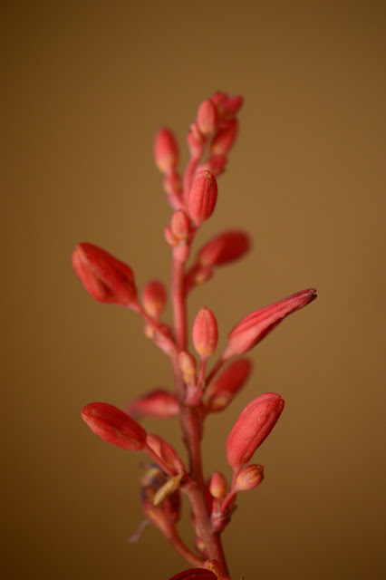 Hesperaloe parviflora flowers