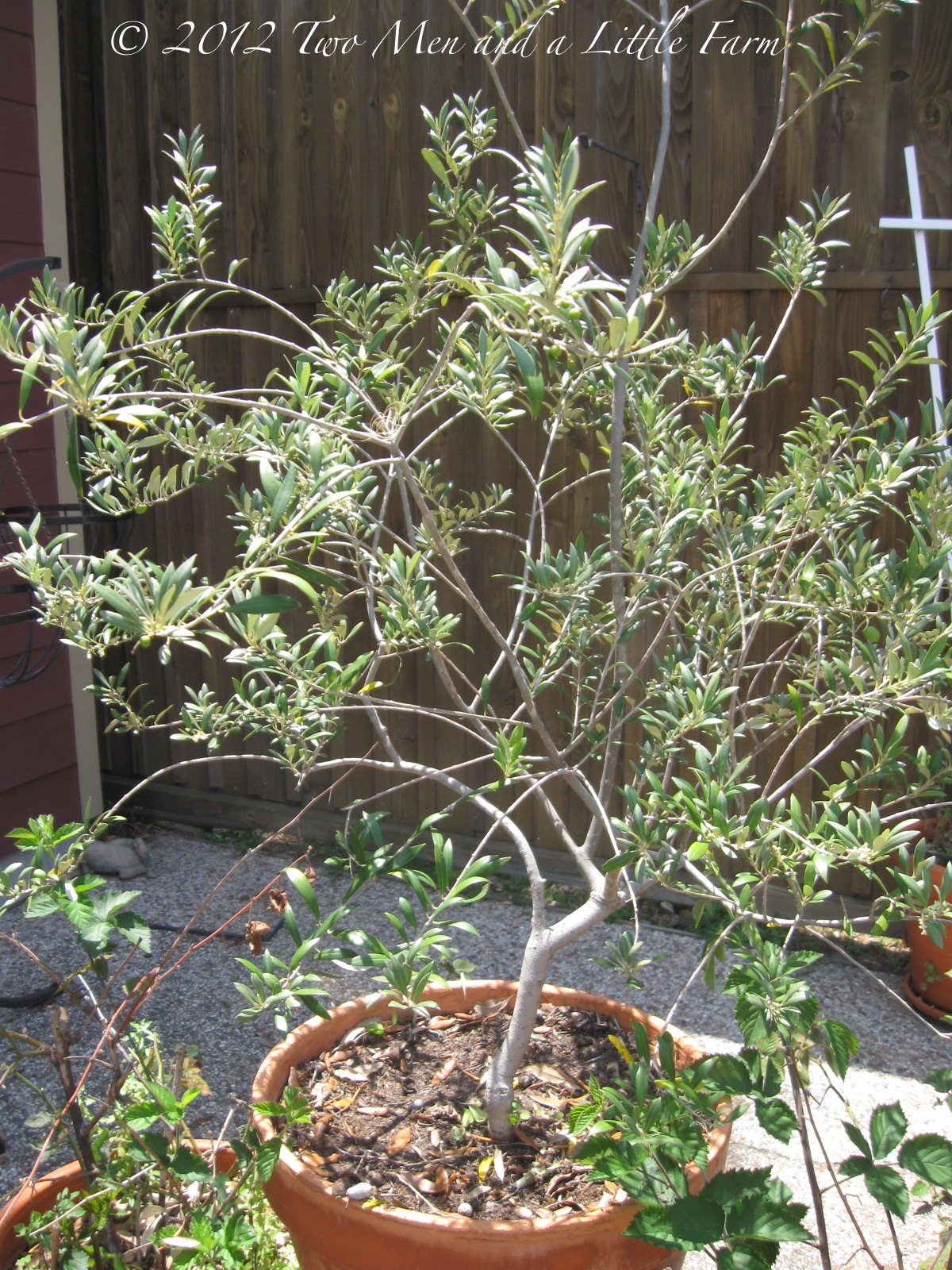 Two Men and a Little Farm HOUSTON, WE HAVE ARBEQUINA OLIVES