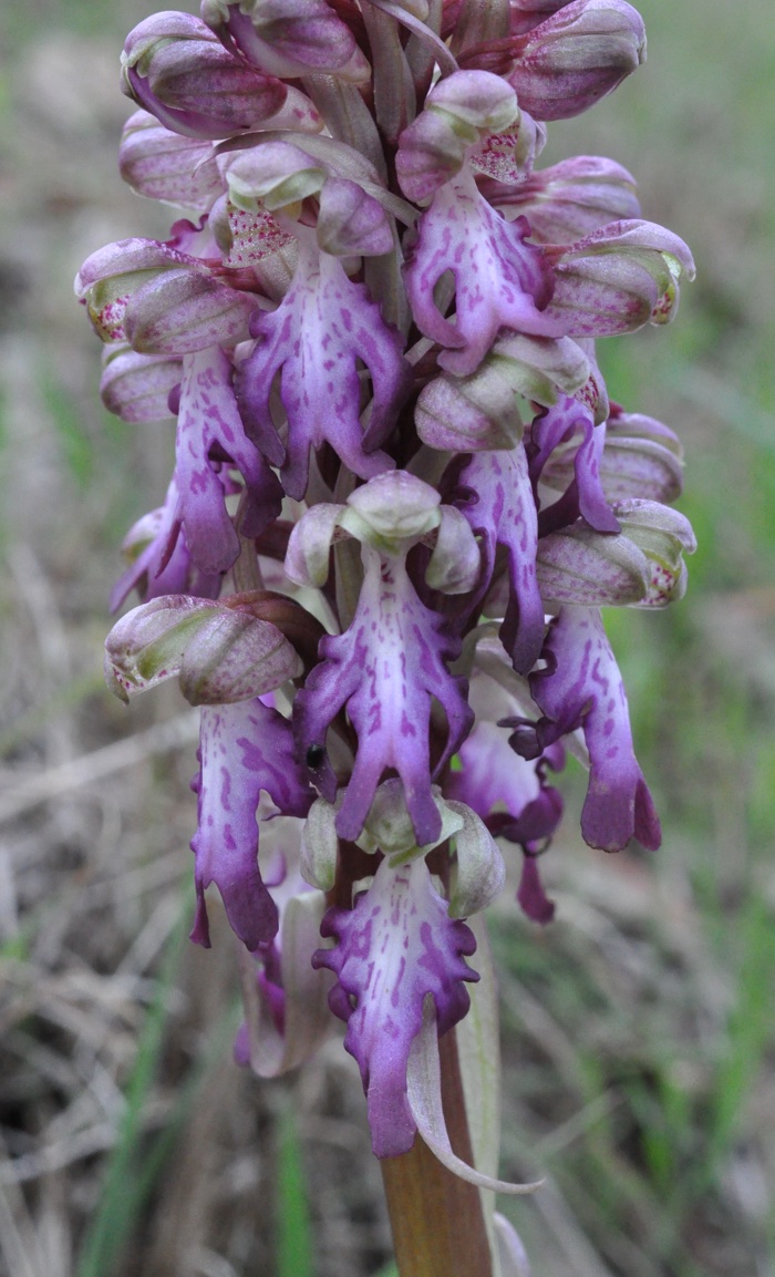 Orchis géant Orchis géant