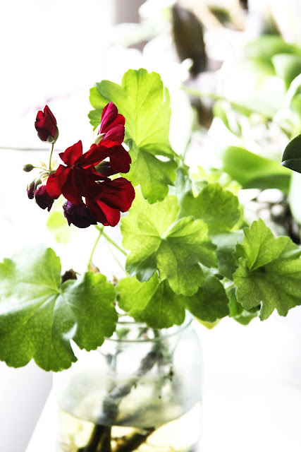 geraniums, red geraniums, geranium cuttings, cuttings in water, Anne Butera, My Giant Strawberry