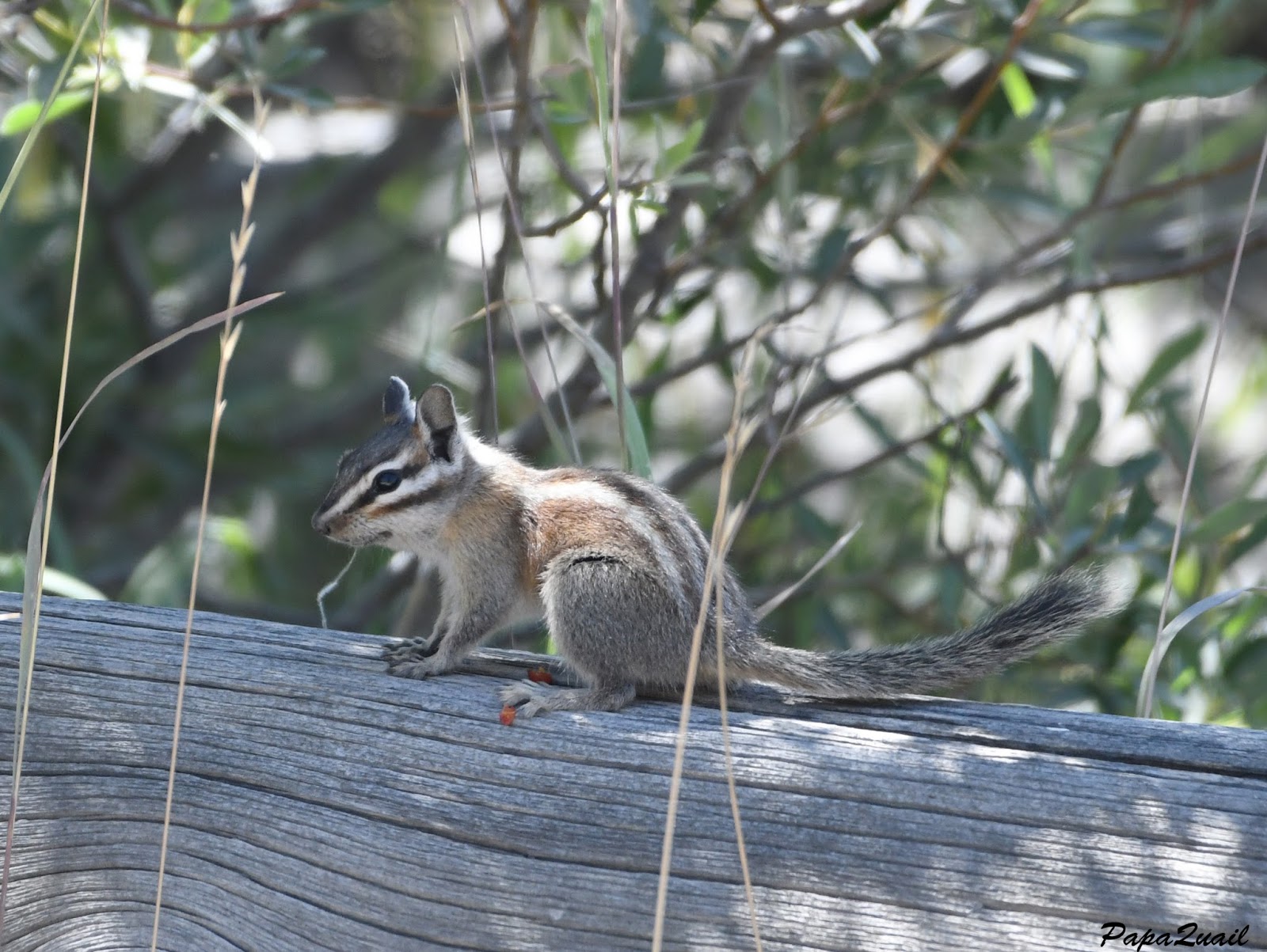 mamma quail hiking california if this is devilish what mamma quail hiking california if this is devilish what