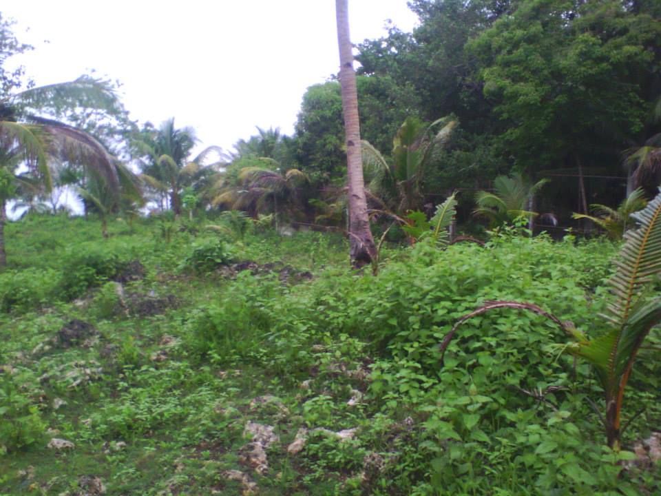 BOHOL PROPERTIES Anda Bohol Beach Lot For sale 09159618186