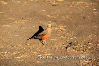 burung cucak ranu kumbolo lumajang