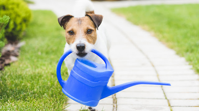 Heartworm Pills For Dogs Heartworm Pills For Dogs