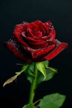 red rose images