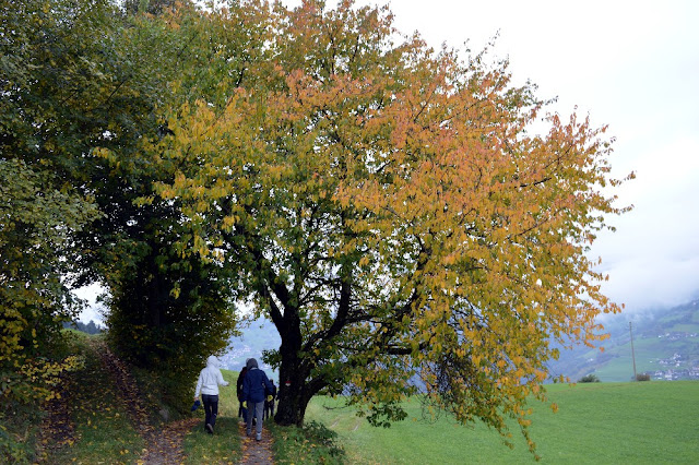 torggelen cosa è significato