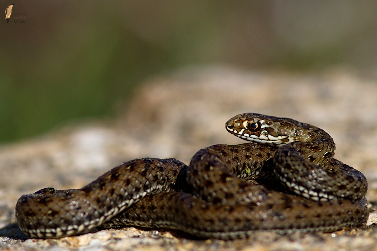 Fão Natural... Cobrarateira