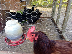chicken farm gifts coop photobomber chicks meat
