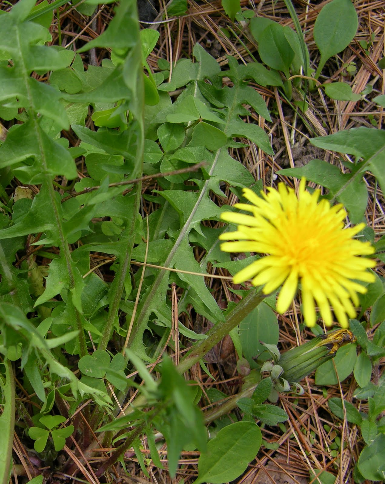 Simply Cool Stuff Dandelion Bitter, and, Sweet!