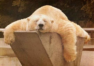 [Immagine: orso.jpg]