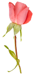 Flower_34.png