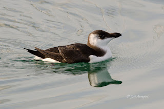 Alca común, Alca torda, Razorbill