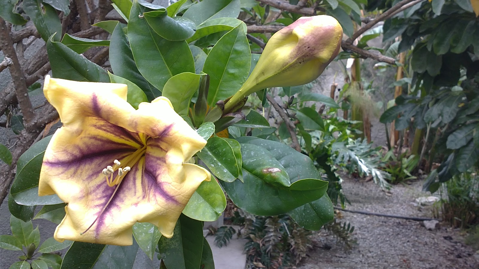 In A Costa Tropical Garden Solandra maxima......Golden chalice vine