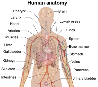 imagenes de partes del cuerpo humano partes del cuerpo humano en ingles