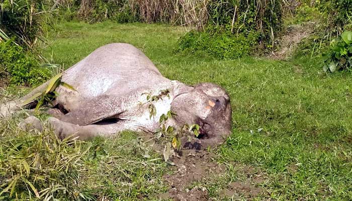 Bashkhali wild elephants died aged 70 plus! বাঁশখালীতে ৭০ উর্ধ্ব বয়স্ক বন্য হাতির মৃত্যু!