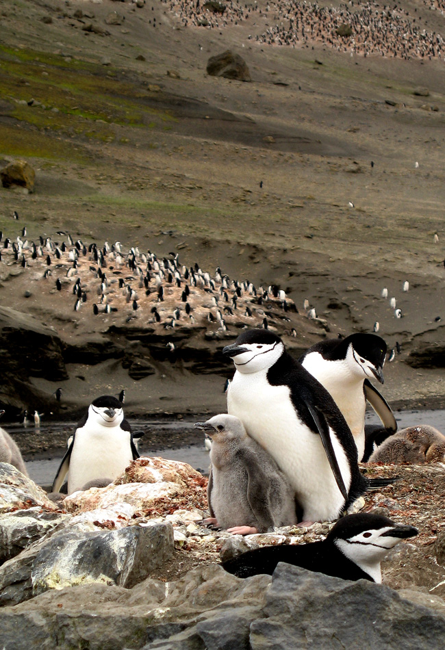 Banco de Imágenes Gratis Hábitat natural de los pingüinos (8 fotos lindas)