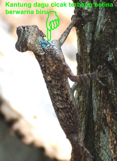  cicak terbang atau cekibar ialah sejenis reptil yang termasuk ke dalam suku  Ciri Khusus Cicak Terbang/Cleret Gombel dan Fungsinya